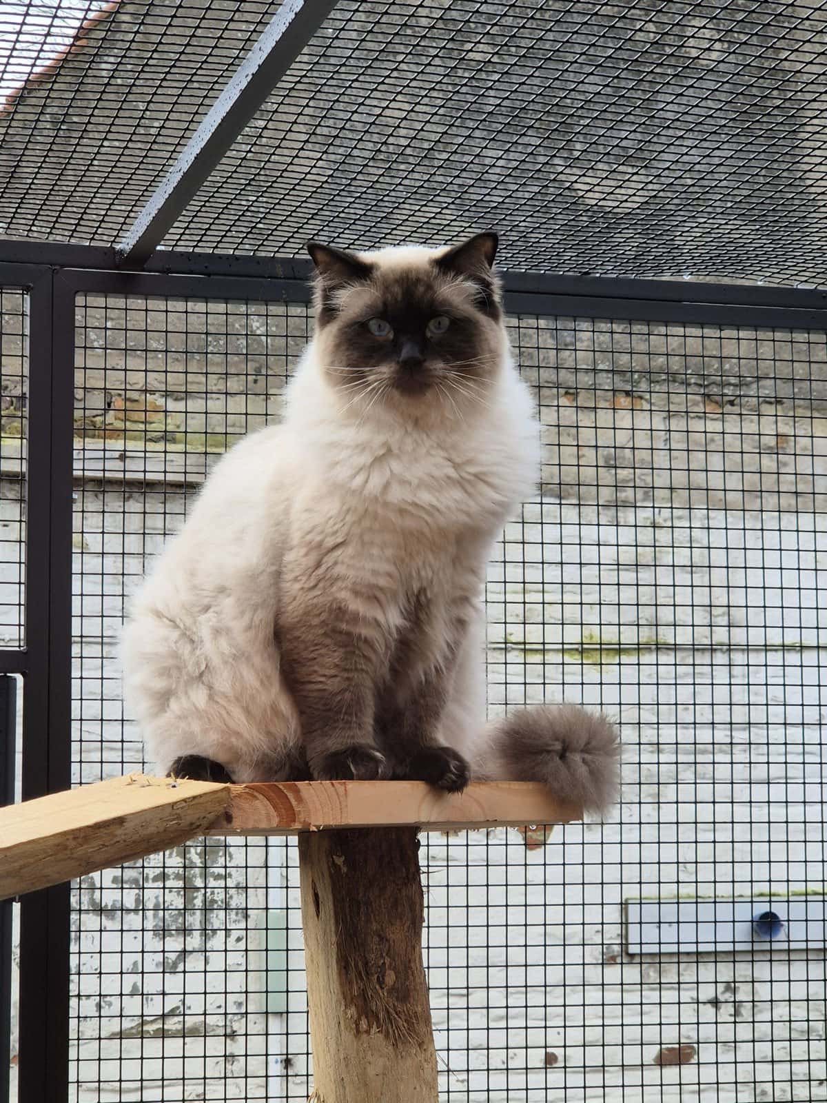 Kat op een uitkijkplank in de overdekte buitenren