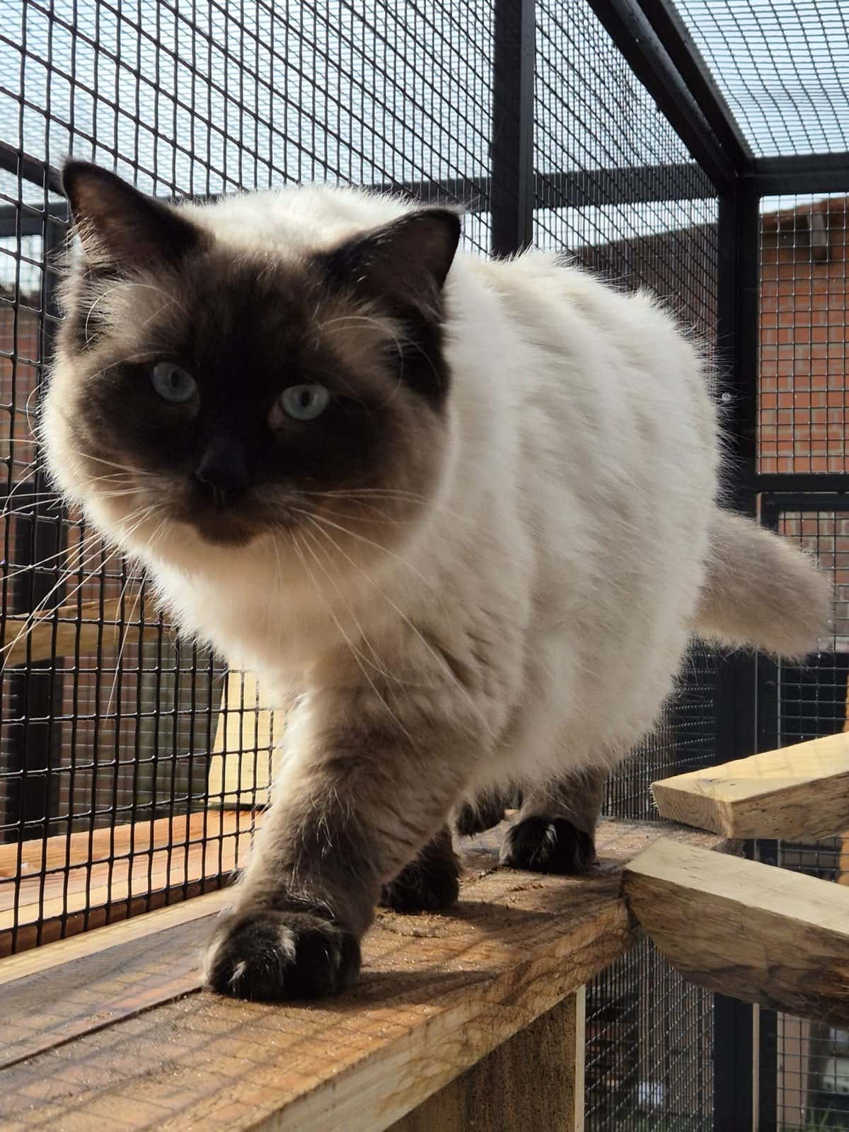 Kat op een houten plank in haar eigen buitenren