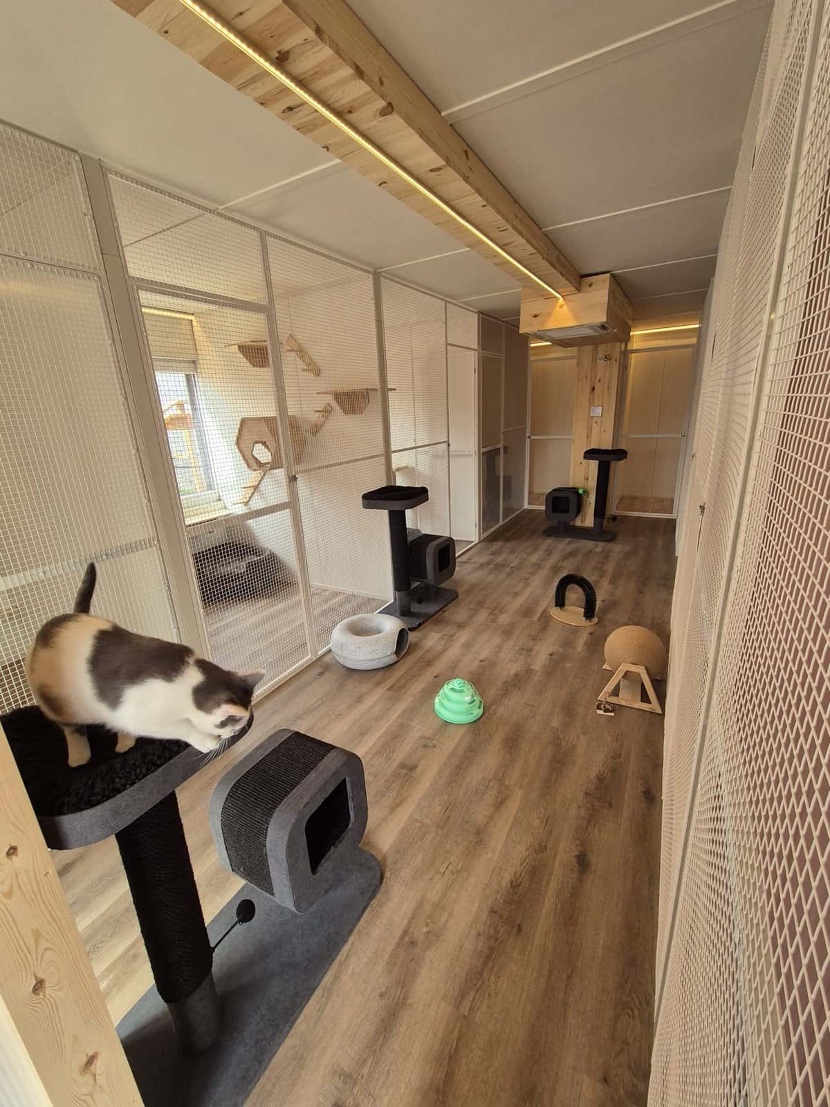 Kat op een krabpaal in de speelruimte van het kattenhotel