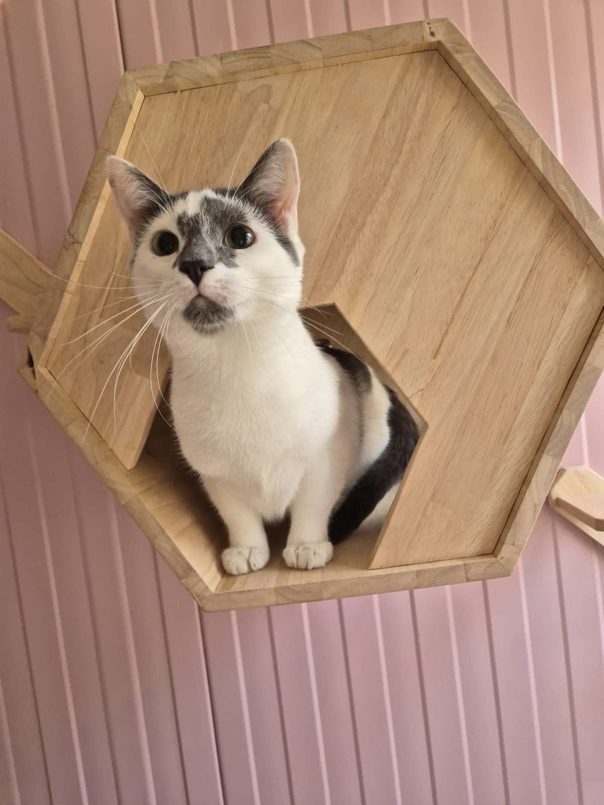 Kat in een hexagonaal wandhuisje tegen de roze wand van haar verblijf