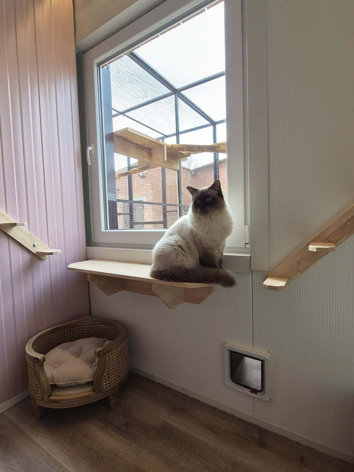 Kat op de vensterbank van haar verblijf, met zicht op de buitenren