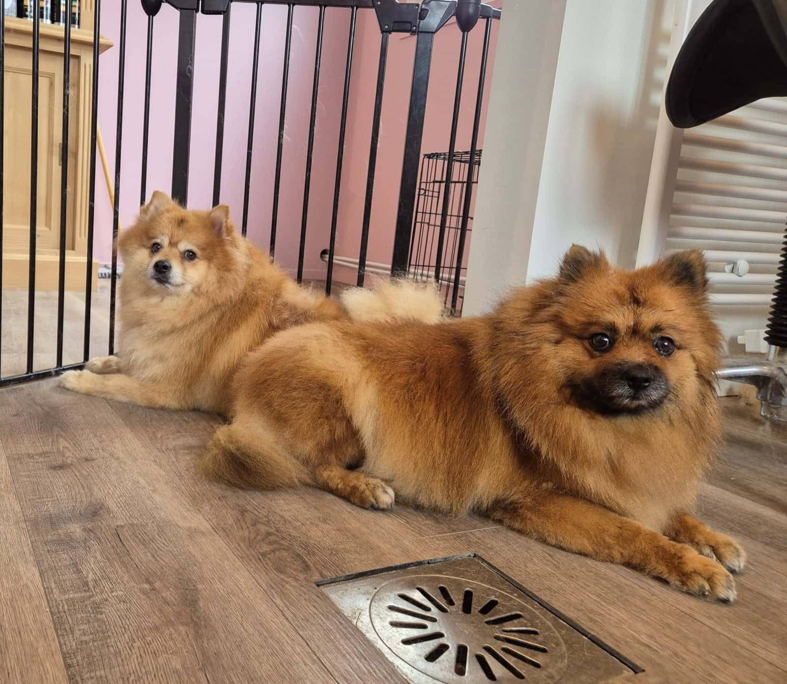 Een hond wordt verzorgd in het trimsalon